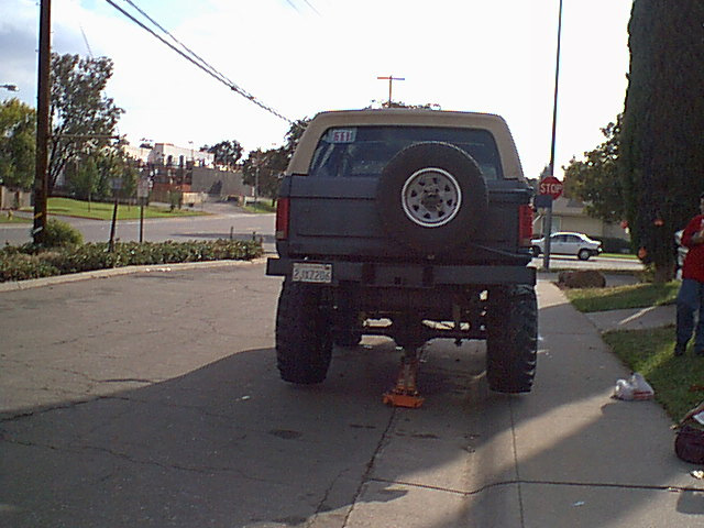 Here Jezebel is from behind with the new shoes on.