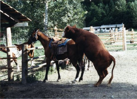 1976 Ford F-150 - A horse and bull are in a farmyard scene. The registry claims it is a 1976 Ford F-150, but this is incorrect.