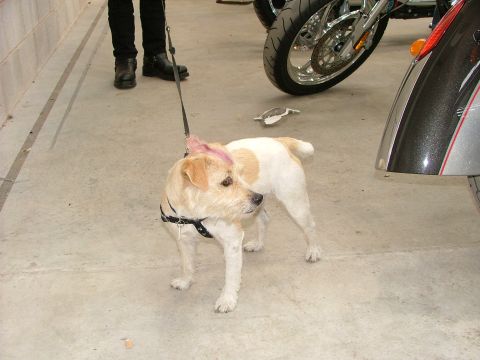2001 Ford Fiesta - Dog with pink mohawk on leash, next to a motorcycle.