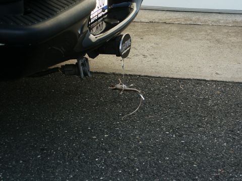 2001 Mercury Grand Marquis - A toy lizard dangles from the exhaust pipe of a vehicle, attached by a string.