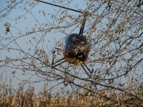 1997 Mercury Grand Marquis - A helicopter is seen flying low over a cornfield, partially obscured by tree branches.