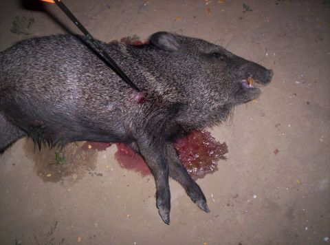 2005 BMW 3 Series - A javelina lies on the ground, an arrow protruding from its side, with a pool of blood nearby.