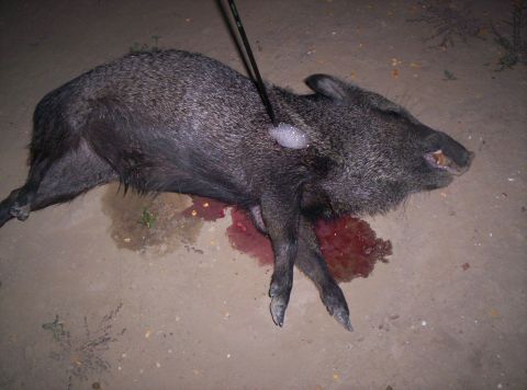 2005 BMW 3 Series - A javelina lies on the ground, having been shot with an arrow.