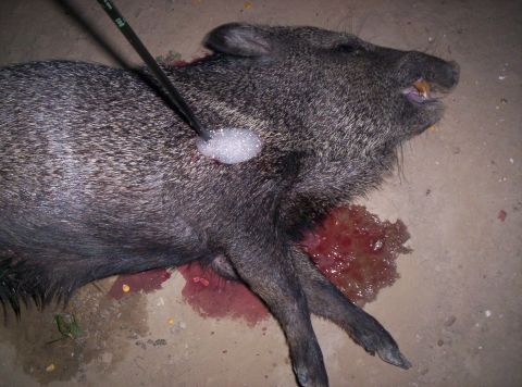 2005 BMW 3 Series - A dead peccary lies on the ground with an arrow protruding from its side and blood pooling around it.