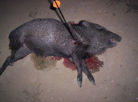 2005 BMW 3 Series - A javelina lies on the ground with an arrow protruding from its side, indicating a recent hunt.
