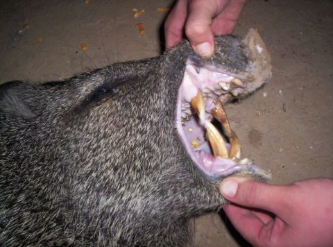 2005 BMW 3 Series - A wild boar's head is held open to reveal its tusks and teeth.