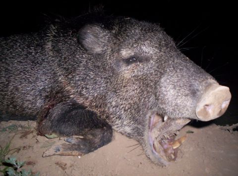 2005 BMW 3 Series - Close-up of a javelina's head and snout, with its mouth open to reveal sharp tusks.