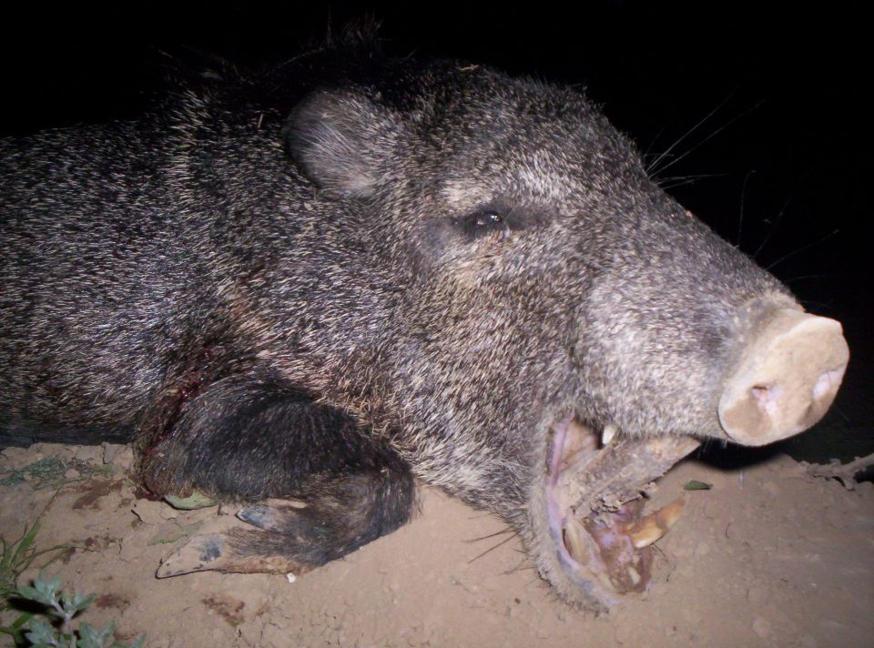 Javelina with mouth open showing tusks, lying on the ground