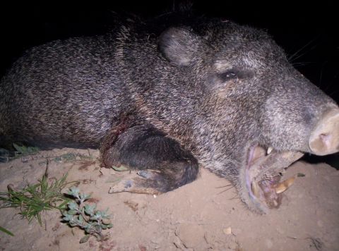 2005 BMW 3 Series - A javelina is shown lying on the ground at night with its mouth open.