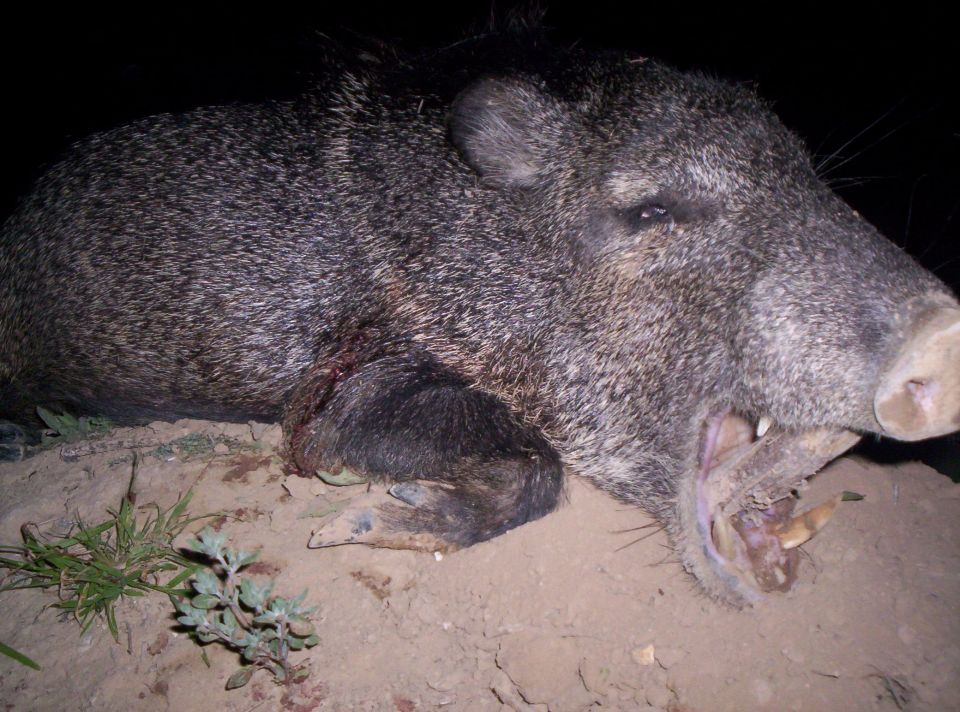 Javelina lying on the ground with mouth open, showing tusks