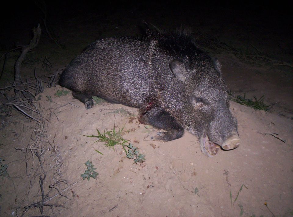 Javelina lying on sandy ground at night