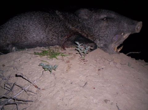 2005 BMW 3 Series - A javelina rests on a dirt mound at night, its mouth agape.