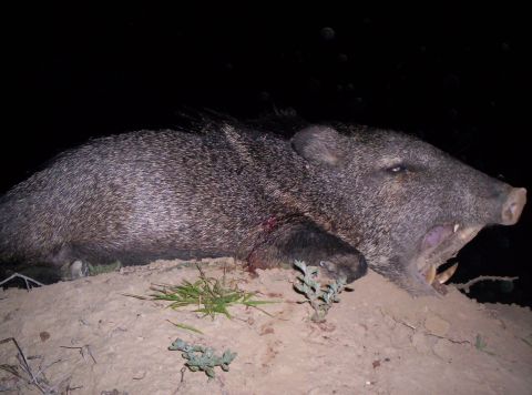2005 BMW 3 Series - A javelina is shown lying on the ground at night with its mouth open.