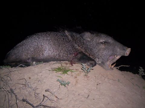 2005 BMW 3 Series - A javelina is shown lying on a dirt mound at night, its mouth agape.