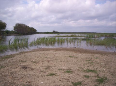 2005 BMW 3 Series - A wide view of a marshy area with tall reeds growing in the water under a cloudy sky.