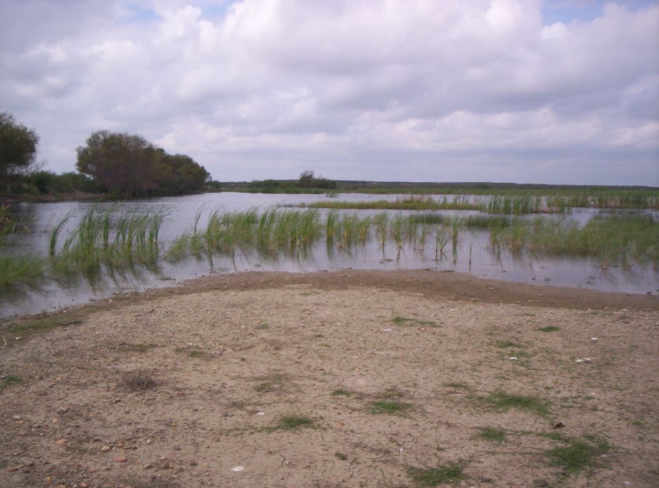 Marshland with reeds and cloudy sky over water and sandy shore