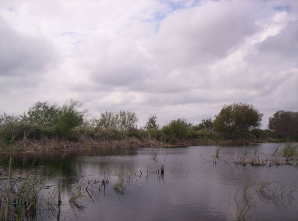 calm water with reeds and brushy trees under a cloudy sky