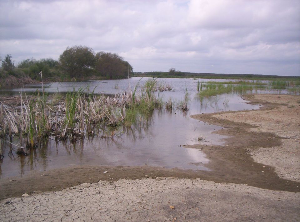 Marshland scene with water, reeds, dry cracked earth, and a cloudy sky