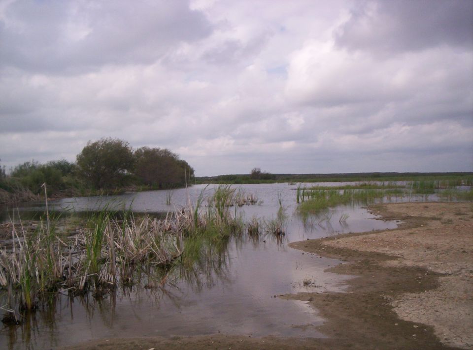Overcast sky over a marshy area with reeds and trees