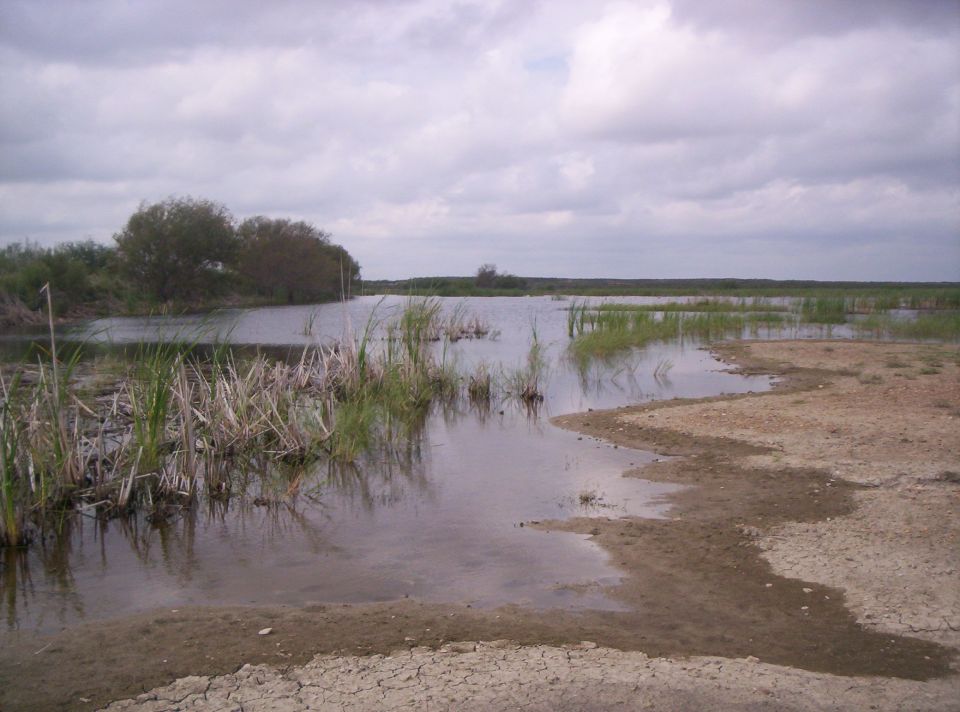 Marshland with dry cracked earth in the foreground and reeds in the water under a cloudy sky