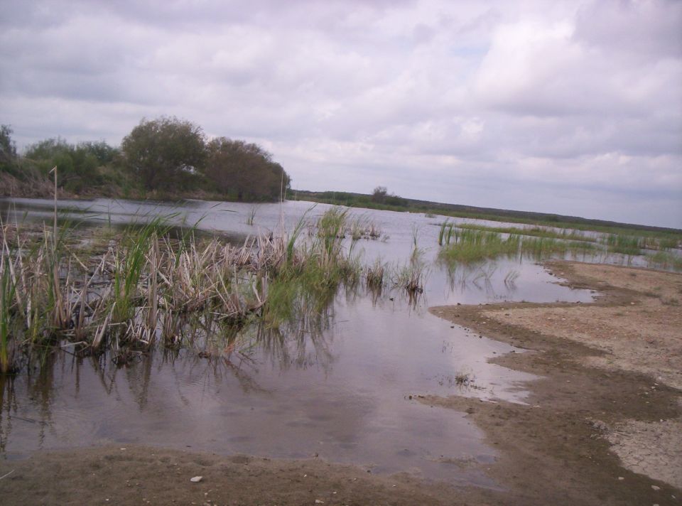Marshland with reeds and cloudy sky