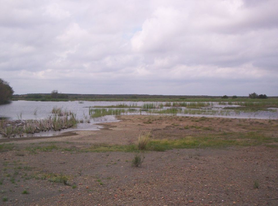Marshland with shallow water, reeds, and dry ground under a cloudy sky