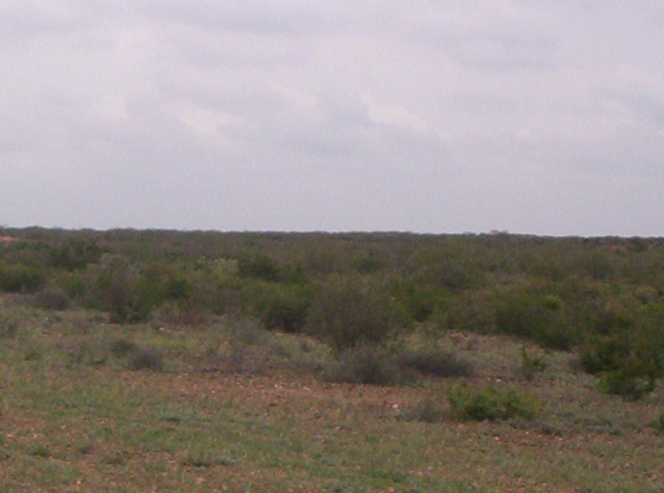 Overcast sky above a vast, dry scrubland with sparse green bushes and brown earth