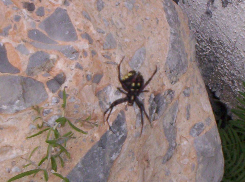 Spider on a rock with yellow markings