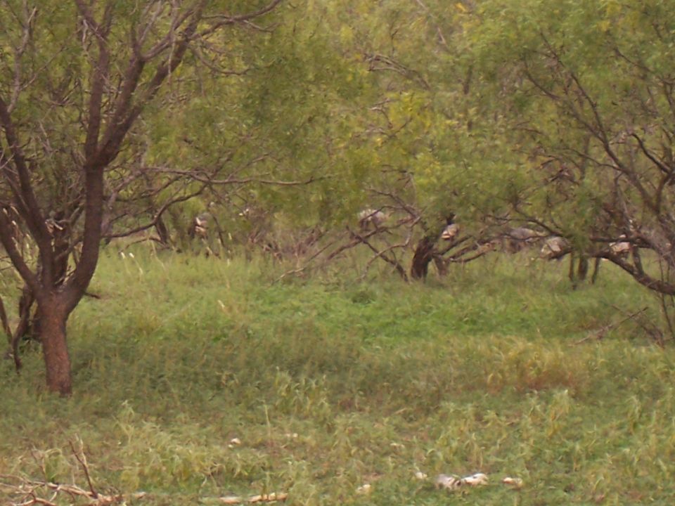 Several turkeys are visible amongst trees and tall grass