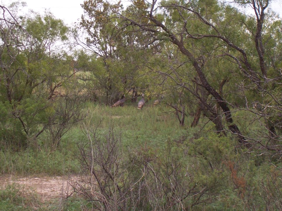 Turkeys in a natural landscape with green grass and trees