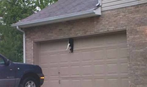 1989 Ford Bronco - A cat is precariously perched on the edge of a garage door, while a dark-colored SUV is visible to the side.
