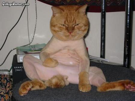 1989 Ford Bronco - An orange cat, with its fur shaved, sits in a peculiar pose and looks displeased. The image has a watermark from CollegeHumor.com.