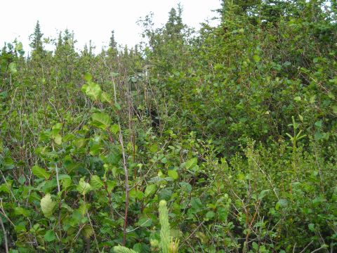 2003 Jeep TJ - A camouflaged figure is hidden within a thick growth of trees and bushes, making it difficult to discern.