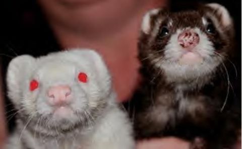 1993 Ford Bronco - A close-up photo shows two ferrets, one albino and one dark-colored, being held.