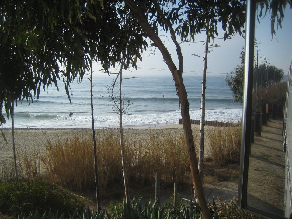 Ocean and beach framed by eucalyptus trees, viewed from a bluff above the shoreline