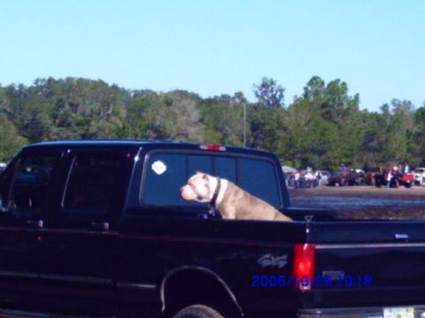 1987 Suzuki Samurai - A dog sits in the bed of a black pickup truck, looking out the window at a gathering of vehicles and people.