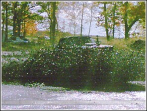 1976 Chevrolet Silverado 2500 - A truck is mostly covered by a large pile of leaves and branches, with trees in the background.