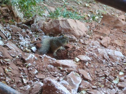 1975 Ford Ranchero - A squirrel pauses on a rocky, red-soiled embankment with scattered green plants.