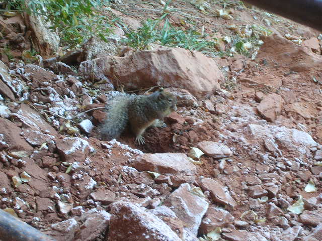 Squirrel on rocky ground with sparse vegetation