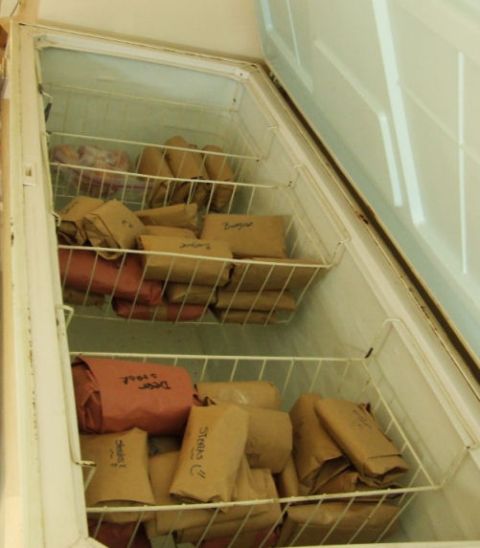 1988 Ford Bronco - A chest freezer is packed with various food items, including meat, wrapped in paper and plastic.