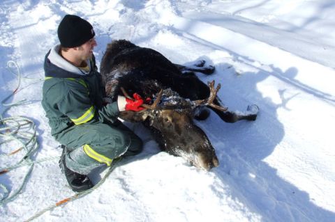 1988 Ford Bronco - A person kneels beside a deceased moose in a snowy landscape, with ropes visible.