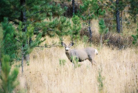 1996 Ford Bronco - A deer stands in a grassy field surrounded by pine trees.