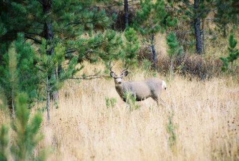 1996 Ford Bronco - A buck deer with antlers stands alert in a field of dry grass, surrounded by pine trees.