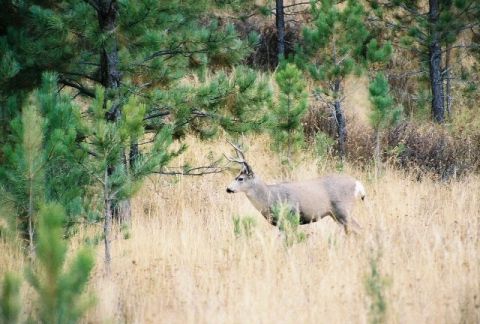 1996 Ford Bronco - A deer with antlers walks through a grassy field surrounded by pine trees.