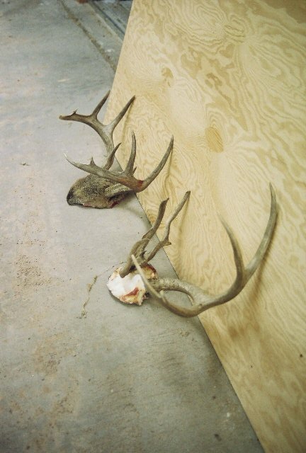 1996 Ford Bronco - Two sets of deer antlers are visible on a concrete floor, leaning against a piece of plywood.