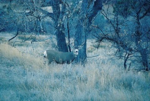 1996 Ford Bronco - A deer stands in a cold, grassy field with bare trees in the background.