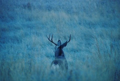 1996 Ford Bronco - A deer stands in a field of tall grass, its antlers prominent against the blue-tinted background.