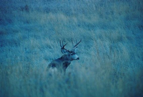 1996 Ford Bronco - A buck stands alert in a field of tall, blue-tinted grass, with a Supermotors logo visible.
