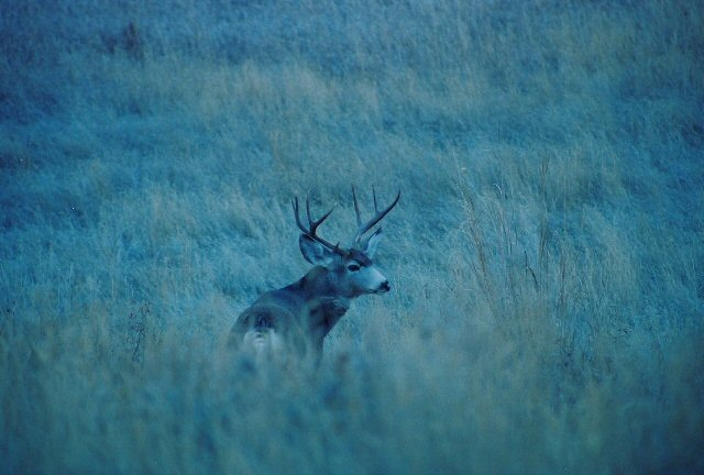 deer with antlers in tall grass, supermotors.net logo in corner