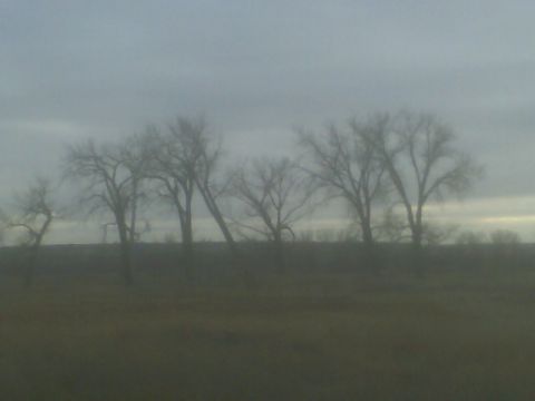 1989 Ford Bronco - A hazy scene of bare trees against a cloudy sky, with a website logo visible.